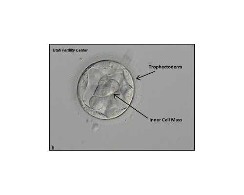 2026辅助生殖费用标准指南及热门助孕医院信息