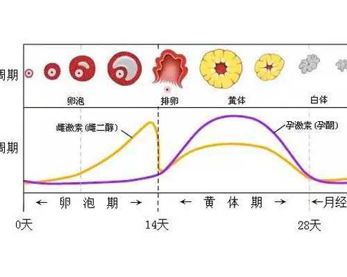 试管婴儿助孕:医院选择与成功率解读