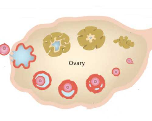 泰国试管婴儿防骗攻略：资深人士经验分享，选择靠谱助孕机构的重要性