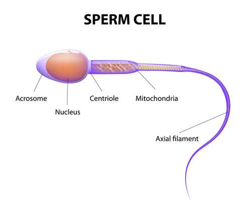重庆试管婴儿收费详情(重庆试管婴儿流程是什么)