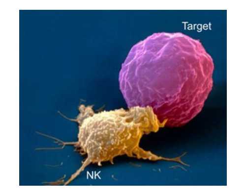 重庆试管婴儿进阶指南：详解进周、降调、促排、夜针等关键术语